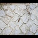 호반애견훈련소 이미지