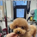 The빛나개 이미지