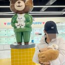 인천강아지분양 테디럽 이미지