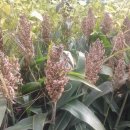 비전농장 이미지