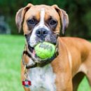 The Cats & Dog 이미지