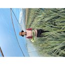 삼영농장 이미지