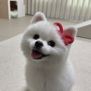 땀땀( ddamddam )