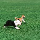 광양동물메디컬센터 이미지