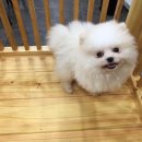 제주 헬로우펫 이미지