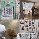 데이도그 | 부산 애견호텔 24시 도그드림 데이케어 가격 이용후기