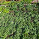 카페 다알리아 | 어제 즤집 사랑초 &amp; 무화과 삽수, 다알리아 구근 직배 후기(ft. 주리김포님)