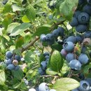 운산농원 이미지