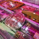 일오유통(부속)목장 | 생생정보 힘쓰니까 청춘이다 4년차 여자정육사 정육식당 알아보기