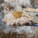 반포대로28길 56-3 | 교대 미쉐린 삼계탕, 닭볶음탕 맛집 : 3대 삼계장인-웨이팅 정보, 내돈내산 솔직후기