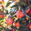 꿈이있는사과나무 이미지