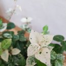 천금목장 이미지