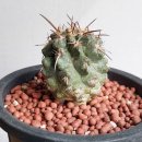 Copiapoa fiedleriana(코피아포아 피들에리아나)Copiapoa mollicula(코피아 몰리큐라) 이미지