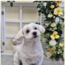 동물사랑애견샵 이미지