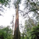 금조농장 | 백수의 호숫가 - 4411. <호숫가 노을 반신욕, 오크통에서 행복이 몽글몽글>