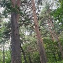 소나무숲 이미지