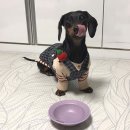 오지의 펫테이블 이미지