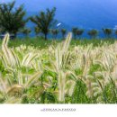 황금이삭 이미지