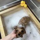 부천애견미용 멍미살롱 이미지