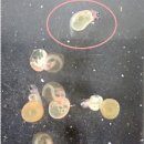 홍점산천어 (アマゴ)의 난막연화증 (soft-egg disease) 이미지