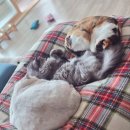 금복주가 | 금복주 오크젠 소주 솔직 후기 (내돈내산)