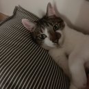 유니온동물병원 이미지