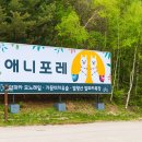 용평리조트 애니포레 신규 오픈 소식!! (22/5/20금) 이미지