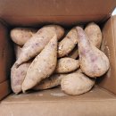 단짝스토어 | [해남고구마 꿀고구마] 단짝상회에서 만난 인생 꿀밤고구마 &amp; 밤고구마 후기