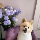 몽몽샵 이미지