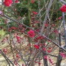 광교공원 Daum카페