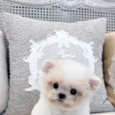 톰퍼피 강아지분양 이미지