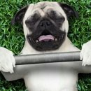 도그스퀘어 이미지