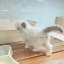 대전고양이분양 루나캣 이미지