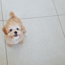 혜성동물병원 이미지