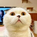 상자 안 고양이