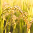 대창정미소 이미지