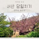 은봉목장 | 서산 당일치기 여행 엄마랑 같이 꽃구경