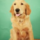 센스펫(노은점) 이미지