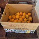카페촐 | 제주올패스 힐링 카페촐 후기/ 동백꽃 포토존, 넓은 잔디밭, 디저트 맛집