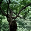 봉수산 천년의 숲 이미지