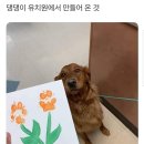 댕댕이 유치원 이미지