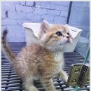 인천 강아지분양 고양이분양 미유펫 | 강아지 브리더 선택의 기준과 신뢰, 인천강아지분양 고양이분양 미유펫 인천점:))