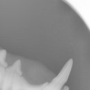 24시루시드동물메디컬센터 이미지