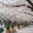벚꽃정육점