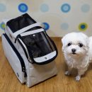 가방위에 고양이 | 고양이이동가방으로도 좋은 롱펫 강아지슬링백