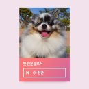 마펫다이어리