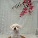 그루밍조이 이미지