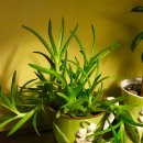 미니 알로에. 이미지