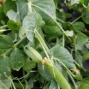 보리콩이네 이미지