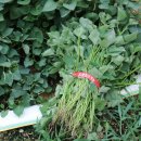 윤승하농장 이미지